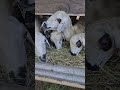 kambing embek domba goat #kambing #embek #domba #goat