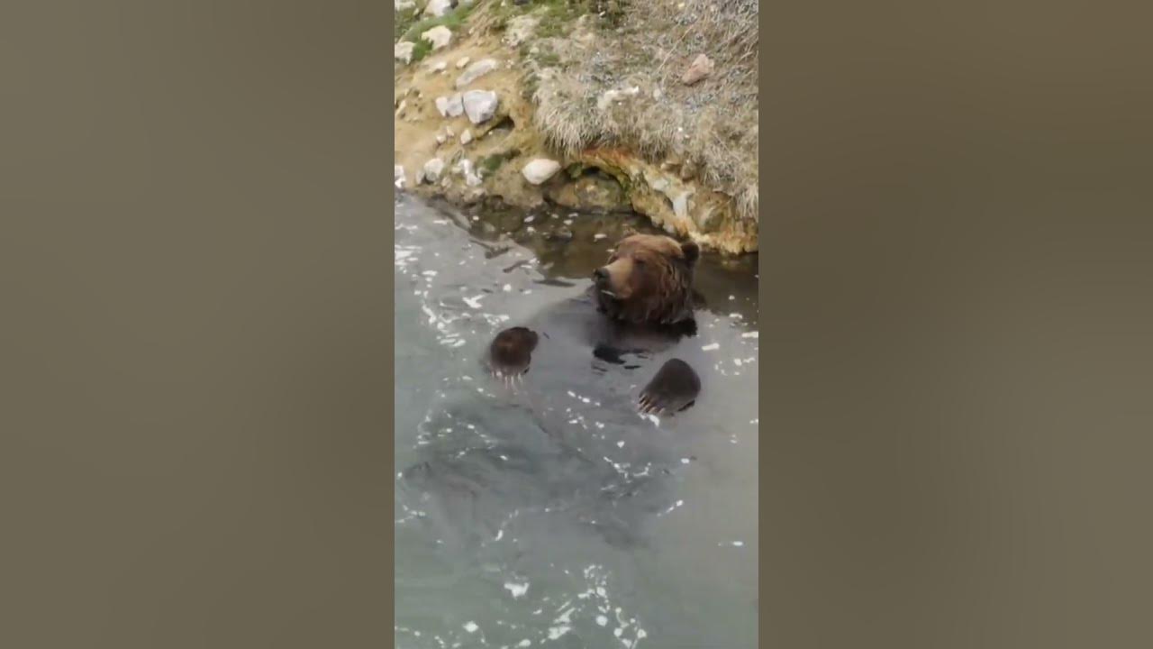 Съемки медведя на Камчатке