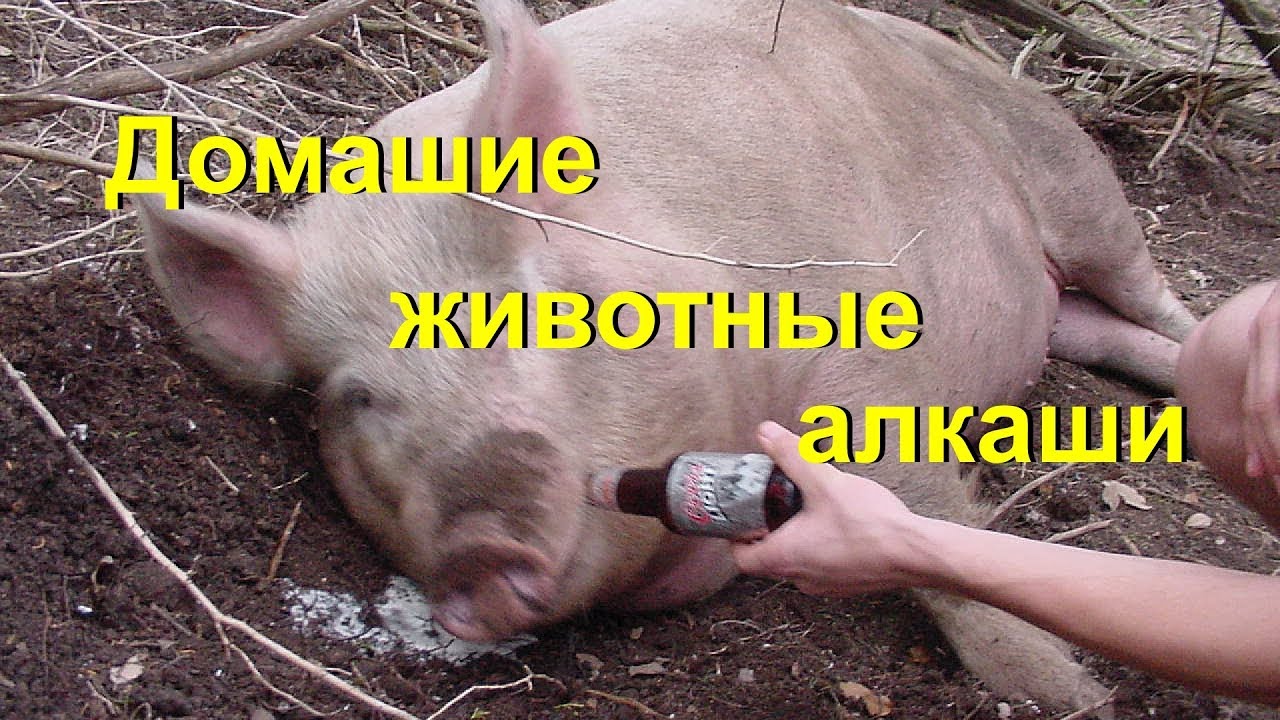 Картинки пьяная свинья прикольные