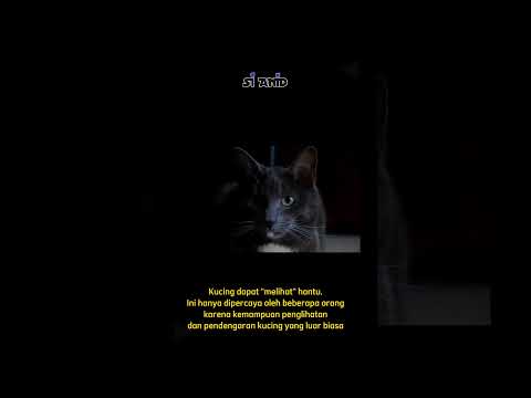 Video: 5 Fakta Cat yang Mengejutkan