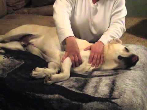 what is canine massage therapy