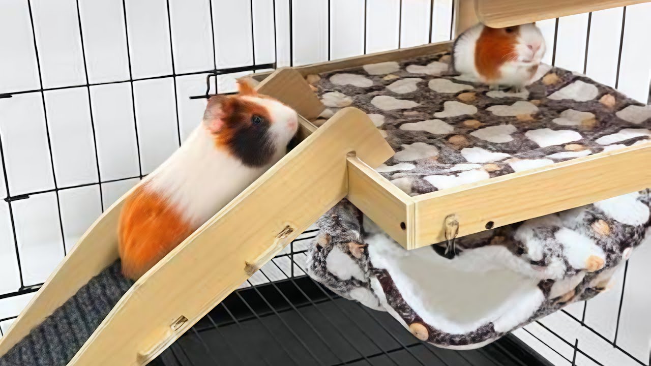 Tiny Comforts, Happy Guinea Pigs: Essentials They’ll Love!