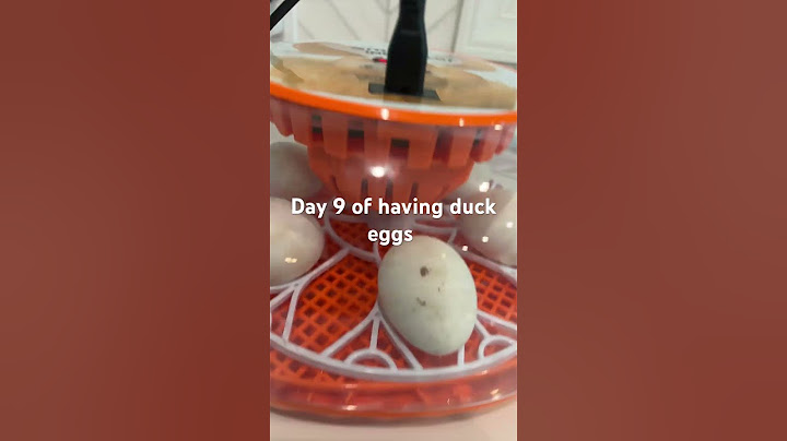 Day 9 of having duck eggs ￼