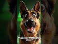Toxic vs Healthy Dog Food… What Would Your Dog Choose?⚠️🐶 #doghealth #dogfood #petcare #doglovers