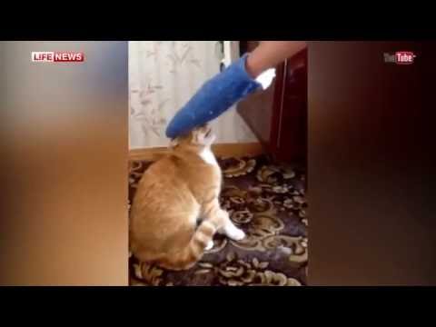 Wideo: Kot Okrutnie Wyrzucony Z Balkonu Cudownie żyje