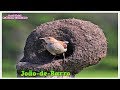 CANTO DO JOÃO DE BARRO 🐤 🐤 🐥 🐥