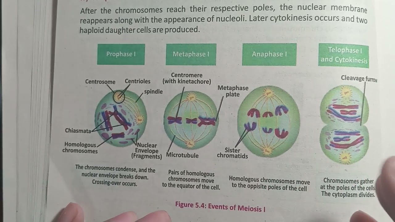 Meiosis 1 | Anaphase 1 & Telophase 1 | Cell cycle | Chapter 5 | Grade 9 Biology 