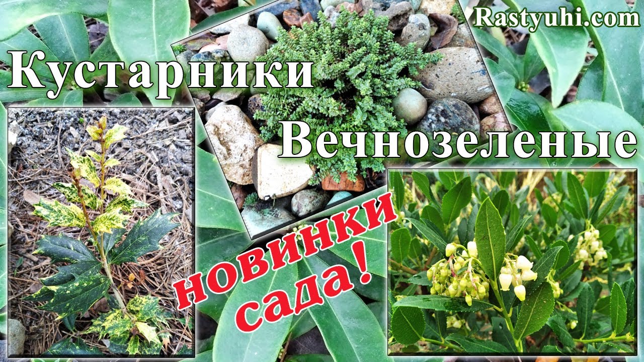 Новинки вечнозеленых кустарников в моем саду (2023 г.).
