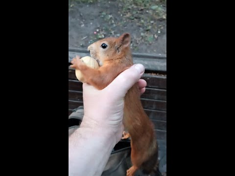 В сложных ситуациях Ушастик не бросает орехи, как другие белки / The squirrel didn't throw the nut