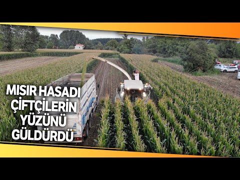 Edirne’de Silajlık Mısır Hasadı Başladı