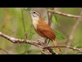 Aves de sons potentes na Caatinga