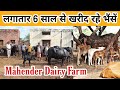 🌹🌹 Mahender Dairy Farm || Milking Buffalo & Cow Supplier || Mingni Khera(Hisar) 🌹🌹