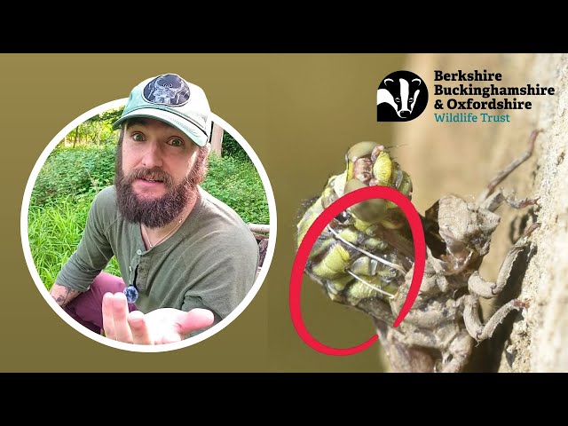 【ジャパメタ激レア！】DRAGON FLY/Demonstration 1 HUGE Dragonfly in Japan - YouTube