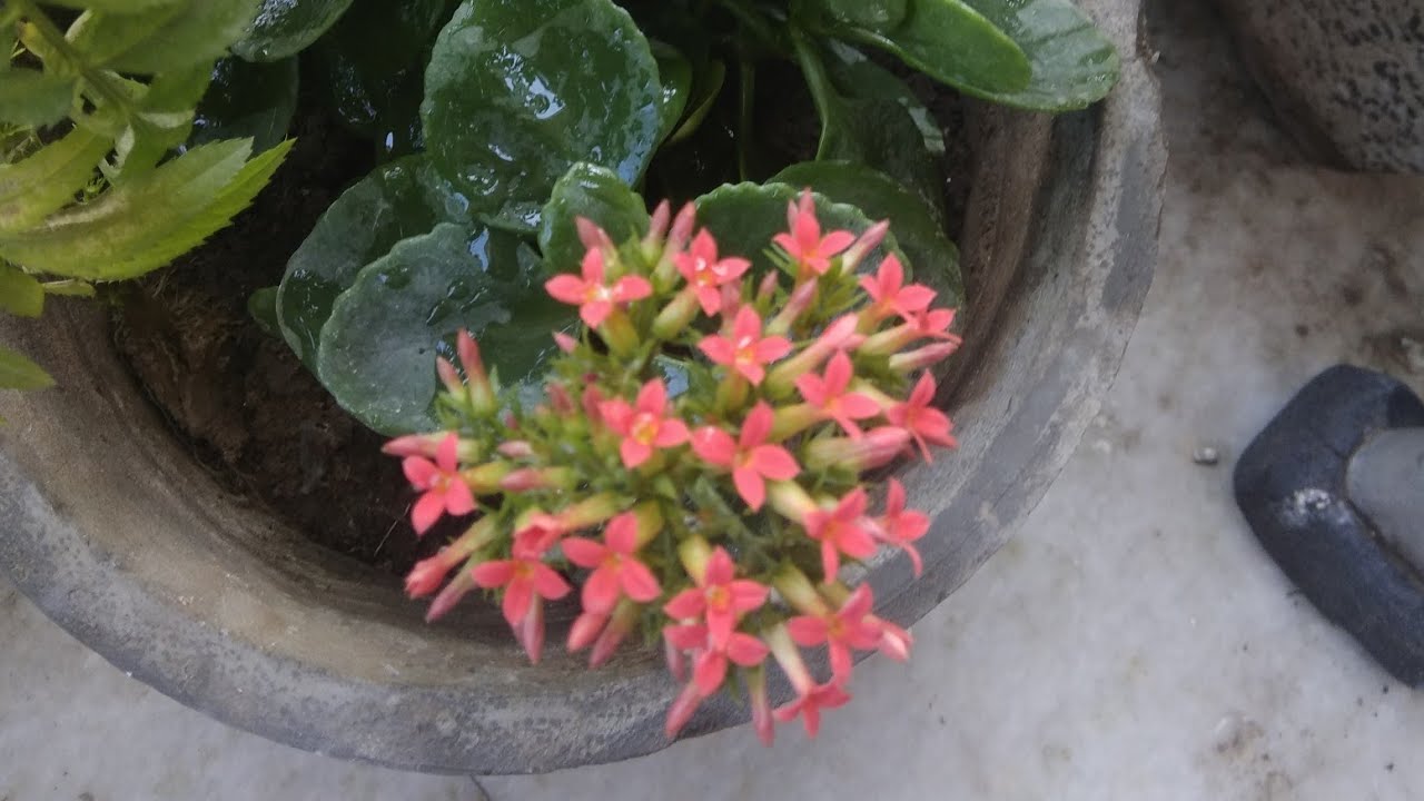 Kalanchoe succulent care and propagation/ आसानी से ढेर फूल देने वाला