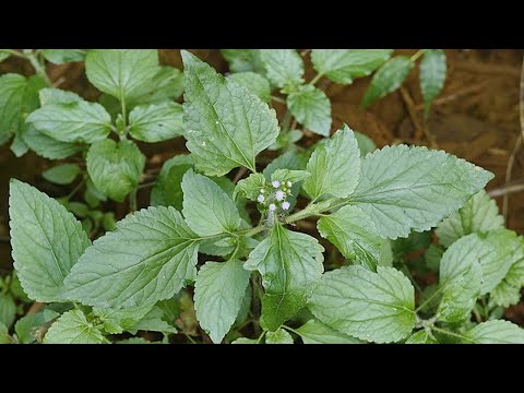 Video: Hoa Ageratum: mô tả, đặc điểm của việc trồng trọt trên cánh đồng mở