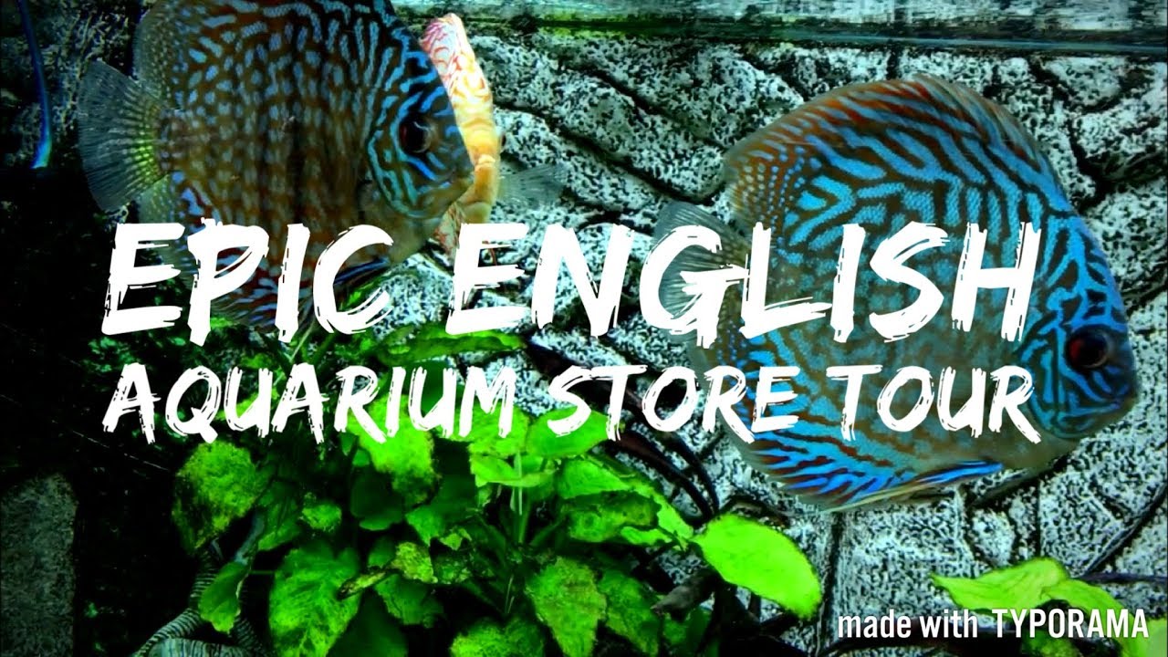 EPIC ENGLISH AQUARIUM STORE TOUR! NAUTILUS AQUATICS With a special