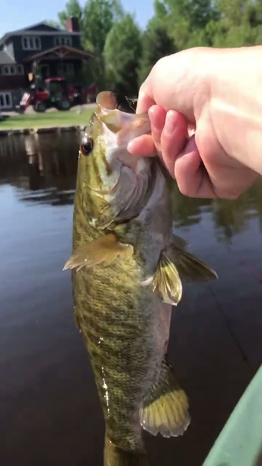 Catching bass on beds fishing bassfishing YouTube