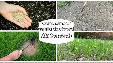 ¿Es necesario cubrir las semillas de césped con tierra?