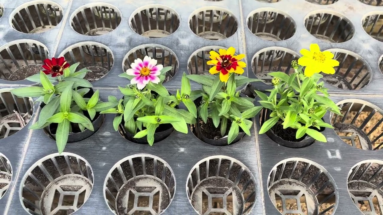 Extreme Heat] 4 Recommended Flower Seedlings to Survive a Hot