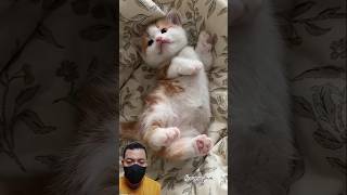 Cc Funny Cute Cat