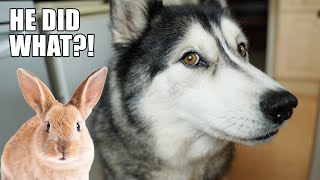 Told My Husky A Bunny Hid His Waffles Around The House! by K'eyush The Stunt Dog 159,435 views 2 weeks ago 6 minutes, 38 seconds