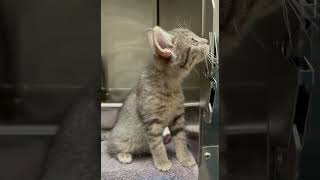 Kittens examine the structure of their cage