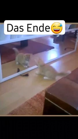 Das Ende😂 #lustig #funny #funnycartoon #fail #humour #funnycomedy #tiere #animals