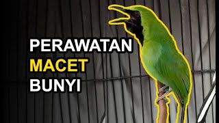 10 Cara CUCAK IJO Macet Bunyi Agar Kembali GACOR!!