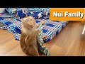 Nui Family | What a surprise with the cuteness of Nui and Bo