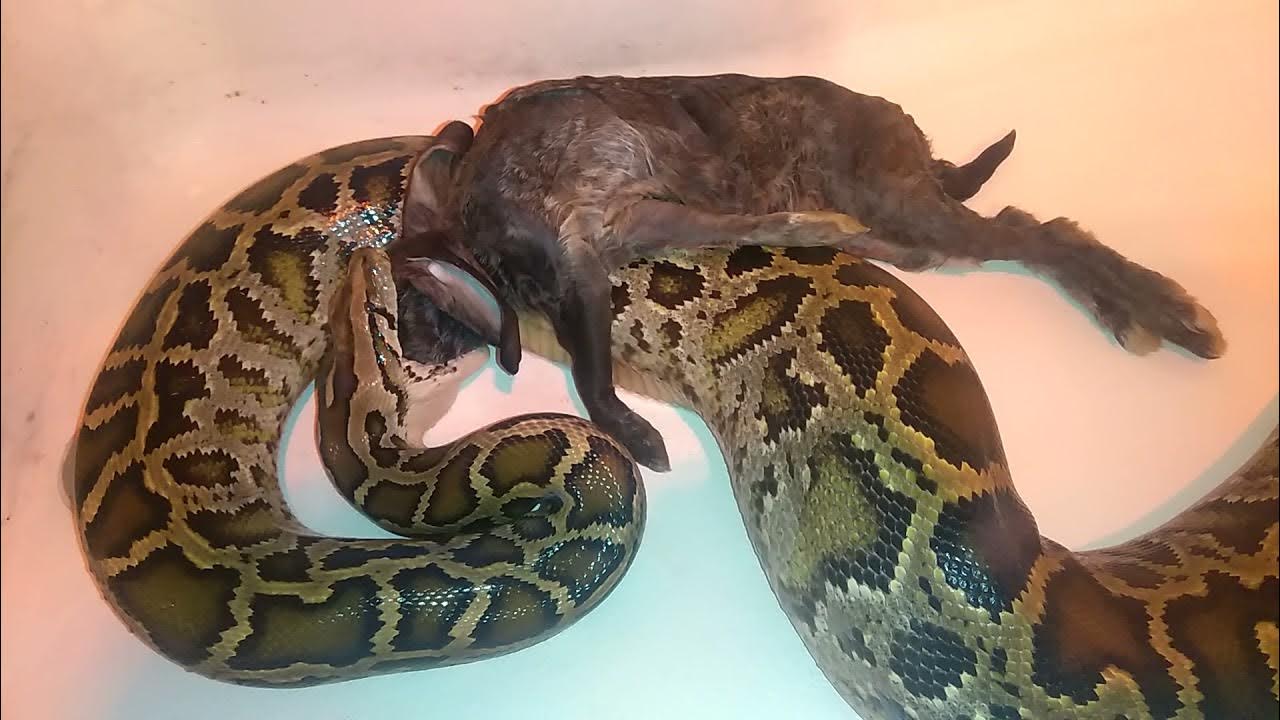 BURMESE PYTHON ( EATING A FULL GROWN RABBIT ON VIDEO ) !!! | CHASE ...