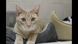 Circle Area Humane Society