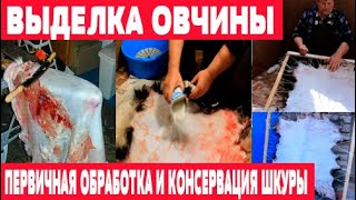 Первичная обработка и консервация шкуры. Выделка овчины. Часть 1