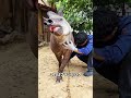 動物の赤ちゃんの頃ってこんなに可愛いんだ!あなたはどの子が一番好き?