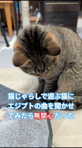 猫じゃらしで遊ぶ猫にエジプトの曲を聞かせてみたら全く無関心だった