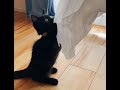 おはぎが家族になった日
