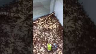 🌋 Ant Volcano Update | They Made 3 Nests!!!