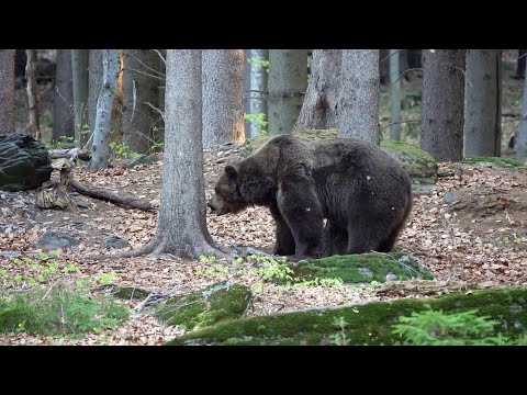 Video: Čo robiť, ak v divočine stretnete medveďa