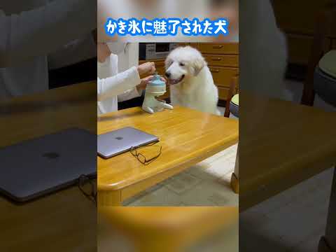 かき氷に魅了されつまみペロする超大型犬 #shorts