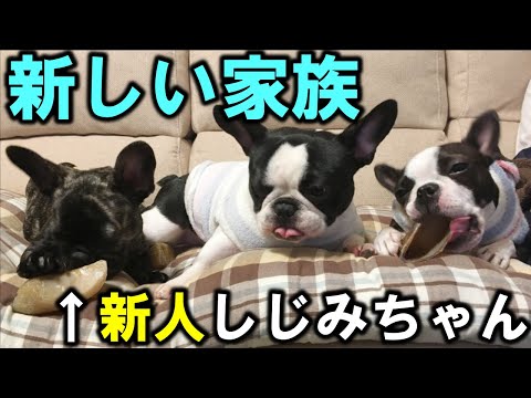 今まで言ってませんでしたが実はこの３匹で暮らしていました【フレンチブルドッグ・ボストンテリア】