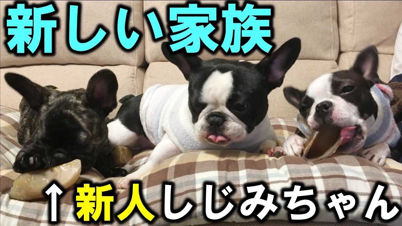 今まで言ってませんでしたが実はこの３匹で暮らしていました フレンチブルドッグ ボストンテリア Youtube