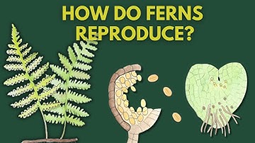 Learn How Ferns Reproduce | Fern Life Cycle