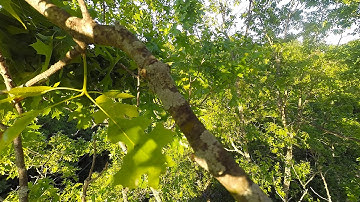 Drone Stuck in the Tree