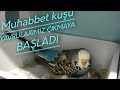 MUHABBET KUŞU YAVRULARIMIZ ÇIKMAYA BAŞLADI !