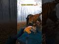 The scariest night of my life. Was I wrong to take the risk? 🐕🐅🐻#animalrescue #shorts