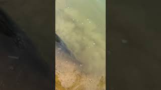 Largemouth Bass Released | #shorts #bass #fishing #hongkong