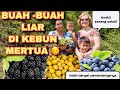 PANEN BUAH LIAR DI KEBUN MERTUA 🍒🍇🍈.PEMANDANGANYA BIKIN BETAH 😍