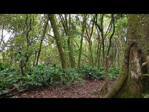 Manhã de Consagração a Deus no Monte. Fevereiro-2026. Palavra: Salmo 121.
