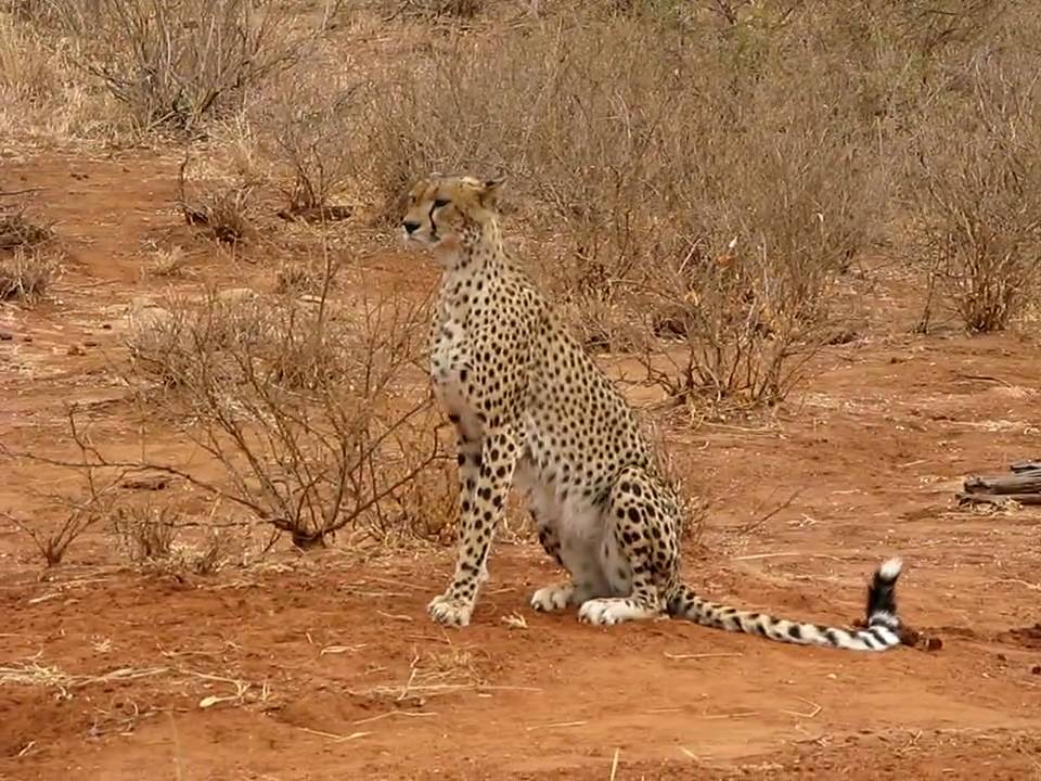 Lion Chasing Cheetah Away-Tarangire - YouTube