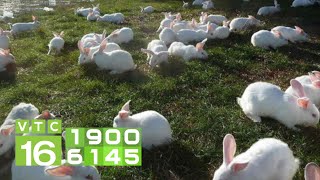 Ngắm trang trại thỏ 4.500 con xuất Nhật Bản rộng 1000 m2 | VTC16