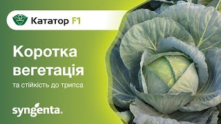 Капуста Кататор